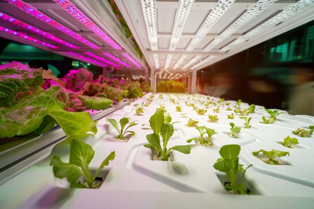 CS - Sustainability article - Highlights - Lerttuce.jpg
