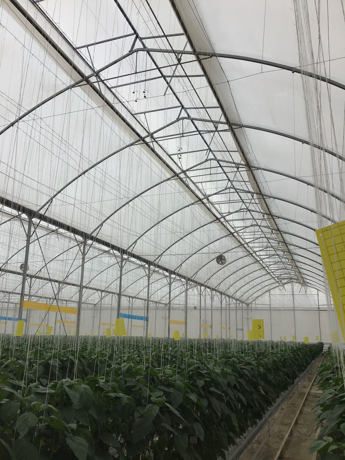 CS - Hot Climate - Xsect - Vegetables