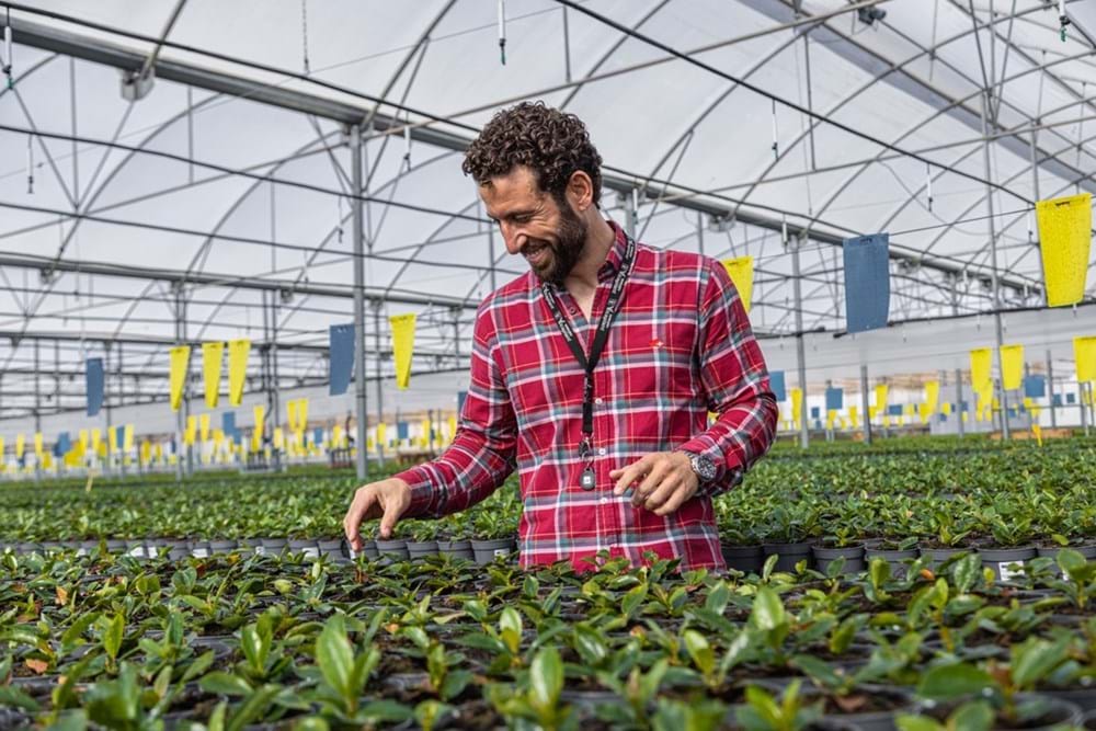 CS_grower-vicaplant.jpg