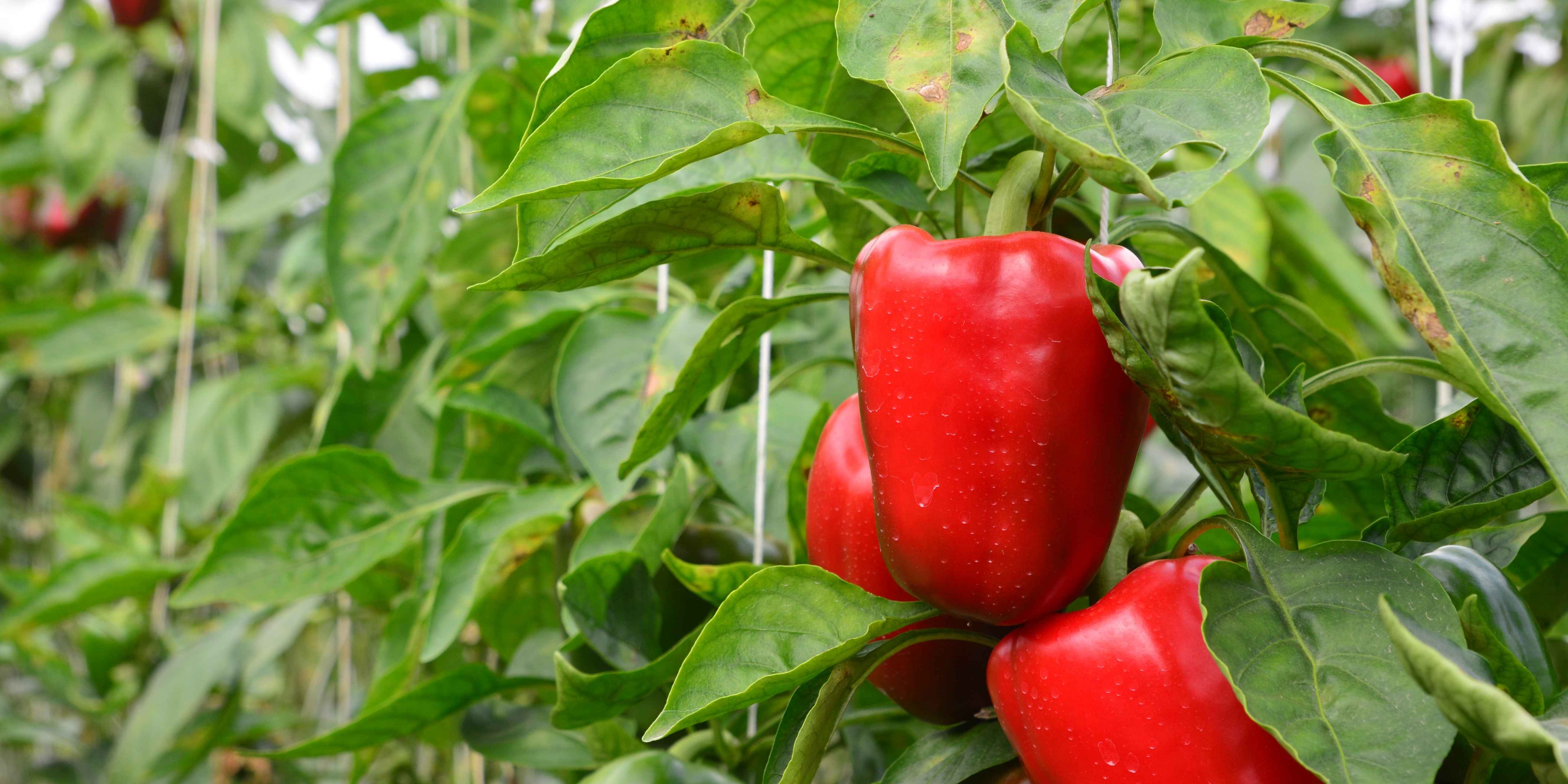 Bell peppers.jpg