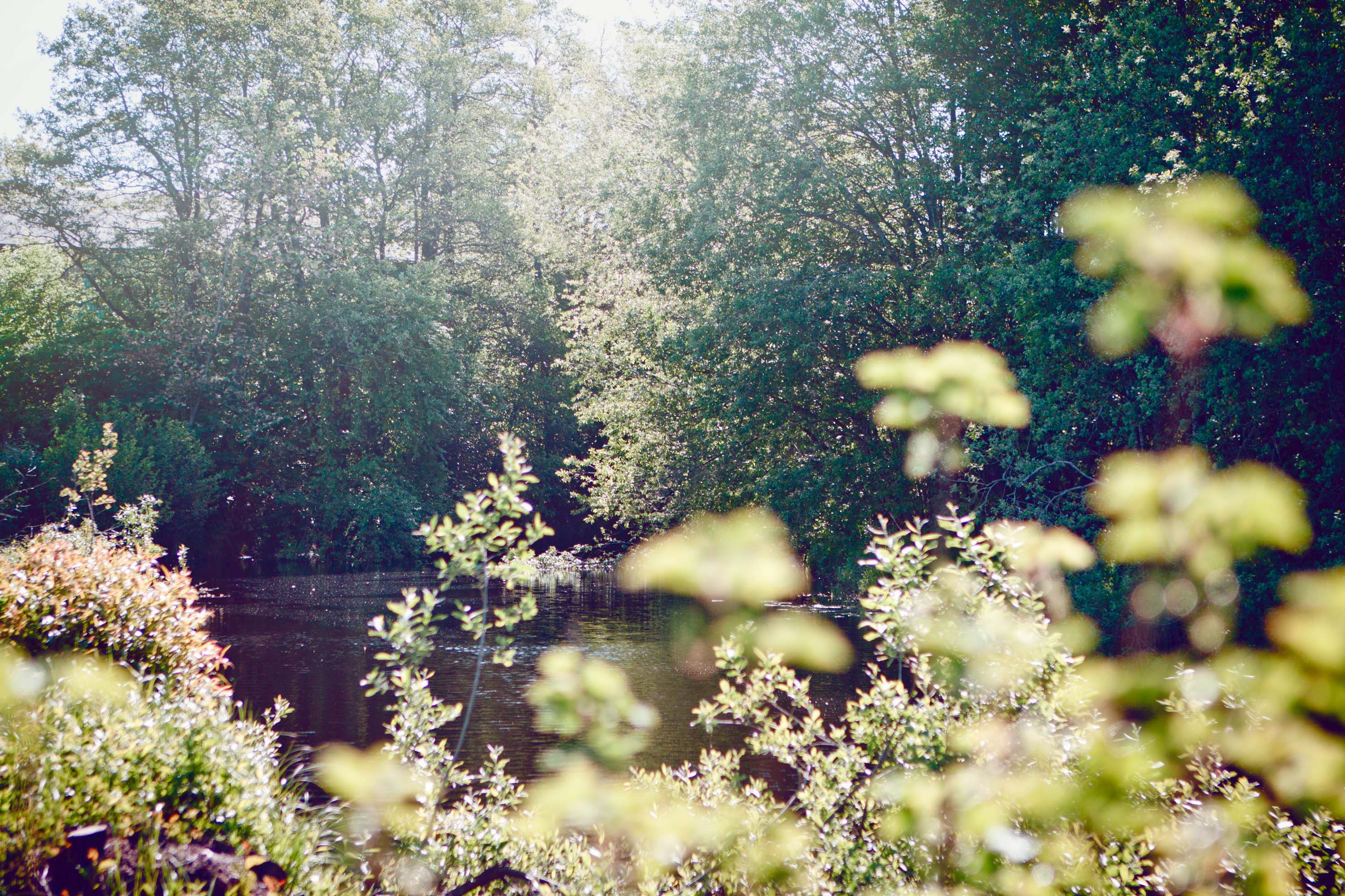 IT_Sustainability_Nature_3.jpg