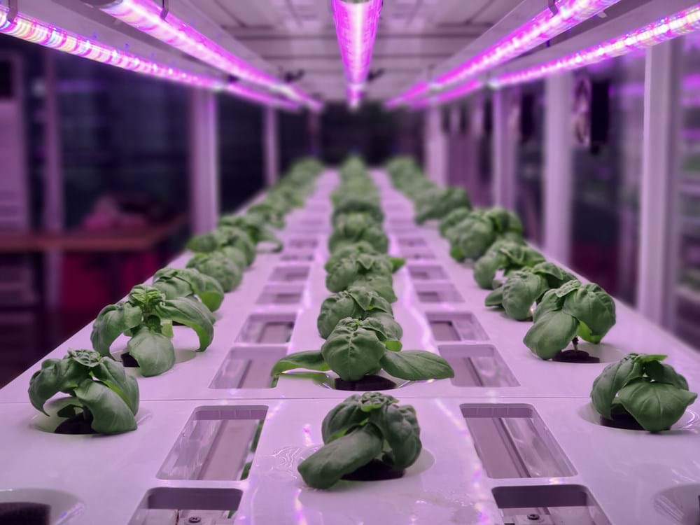 CS - Sustainability article - Highlights - Basil.jpg
