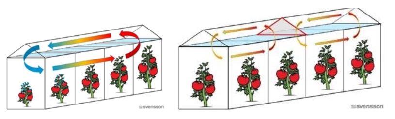 CS - Highlights - Greenhouse - Vertical Screens - Tomato.jpg