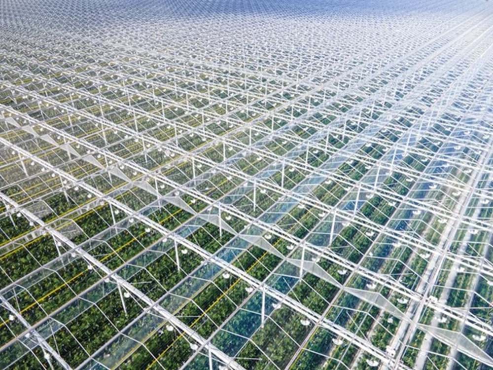 cs_redharvest_tomatoes_cucumbers.jpg