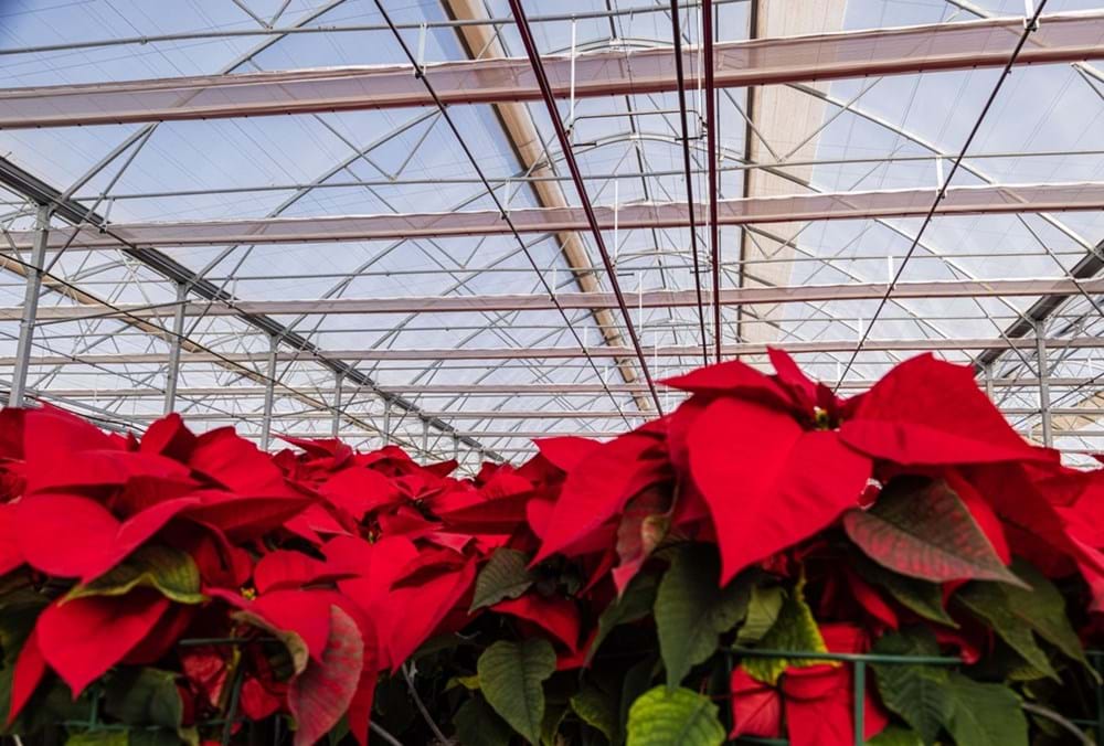 CS_Santiago_christmasroses.jpg