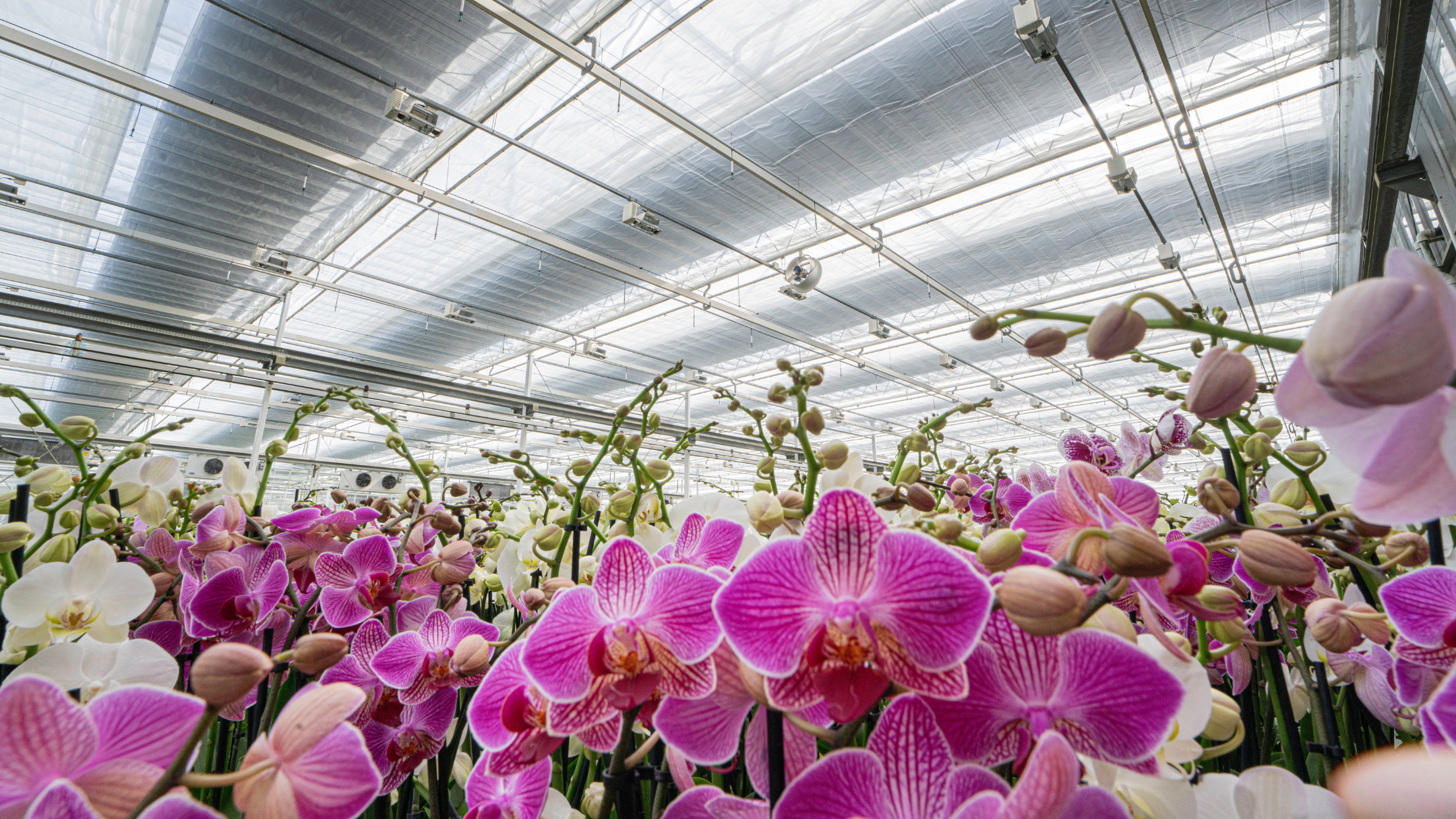 CS - Satter Orchids - Luxous 1174 - PARperfect  - Obscura 10070 - Netherlands - Orchids.png