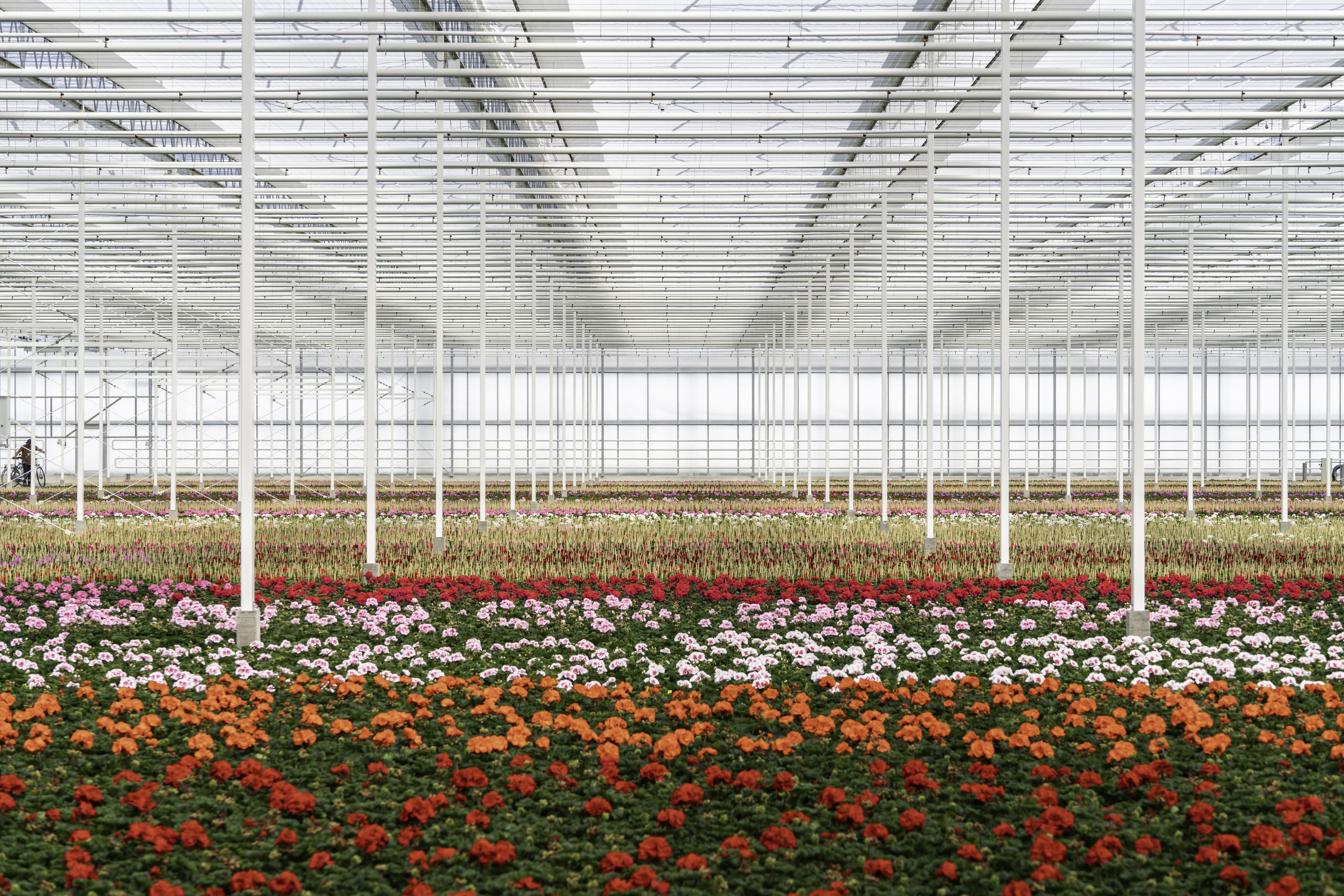 CS - PARperfect - Bergcamp - Colorful Flowers - Netherlands - High Tech Greenhouse