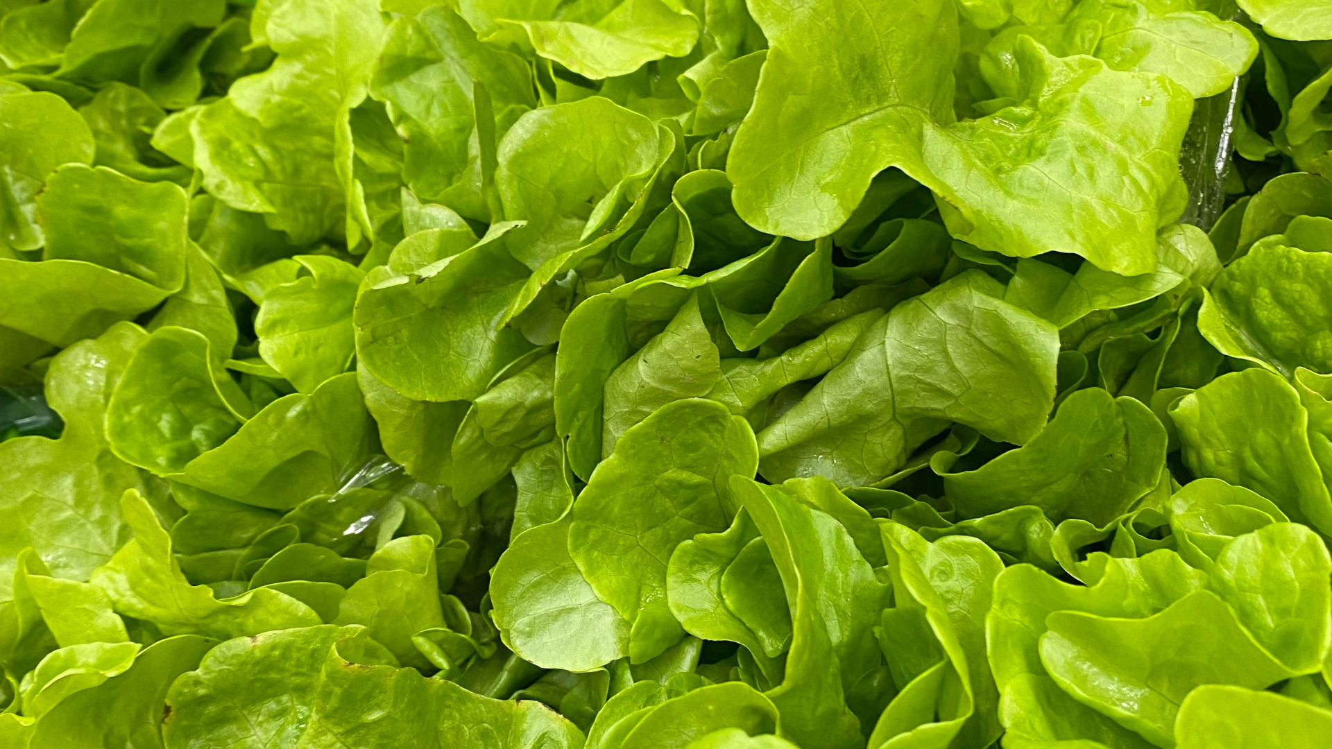 CS - Lettuce - Leafy Greens - Crop Pages - 2019.png