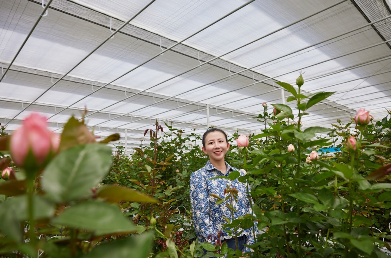 cs - first-application-of-parperfect-in-china-rose-greenhouse_img2.jpg (1)