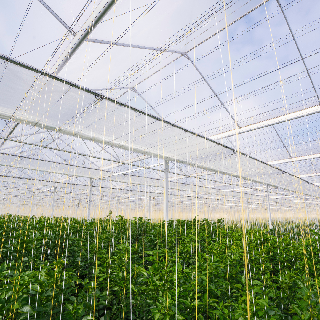 CS - Pepper Greenhouse - Maitenance - Cayaro - 2025.png