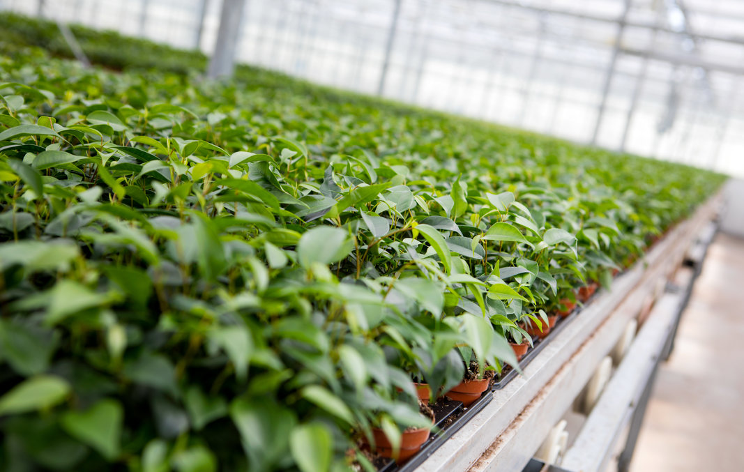 cs espelit youngs - nurseries.jpg