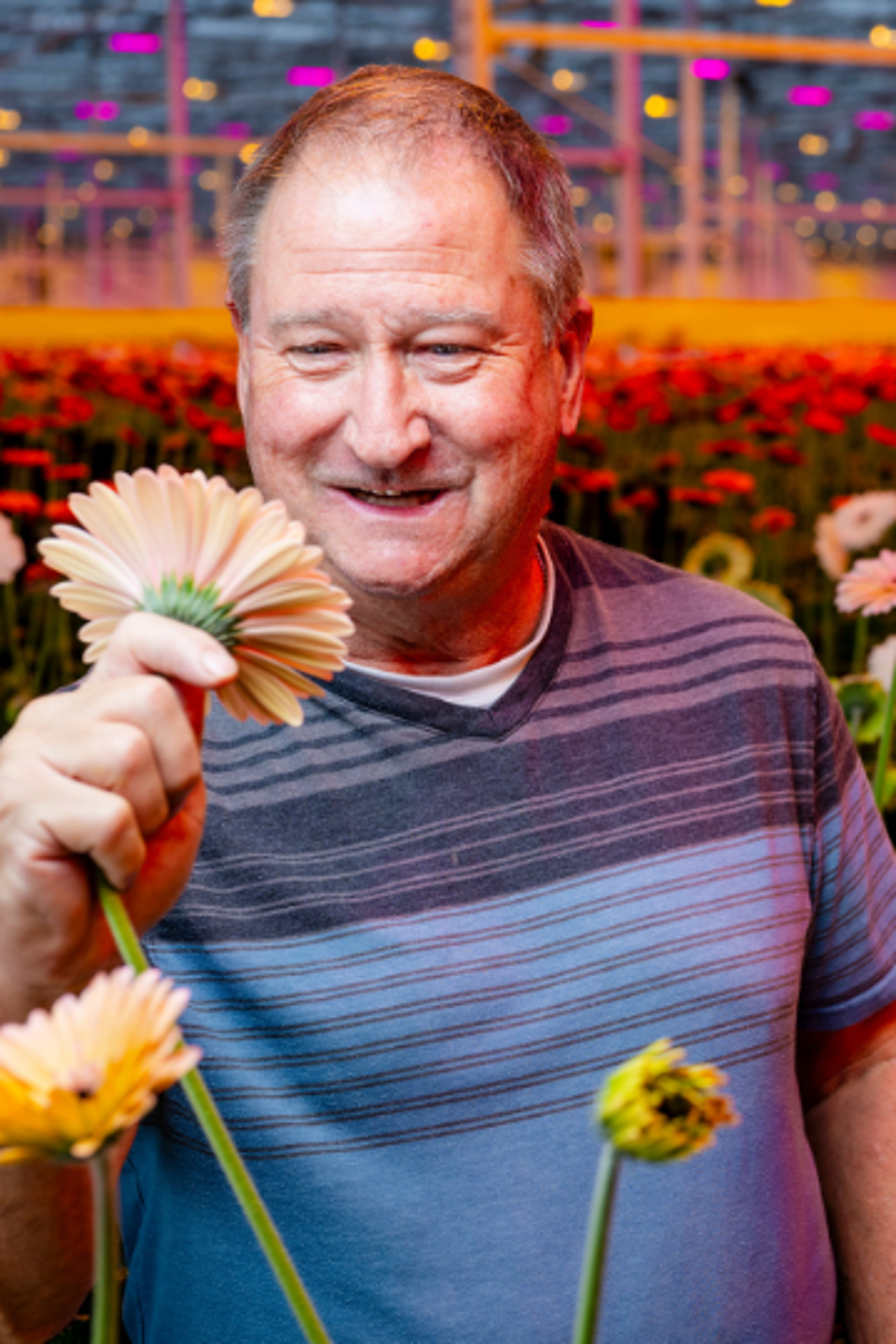 CS - Terry Pastorek - Article Card - Gerberas - Canada.png