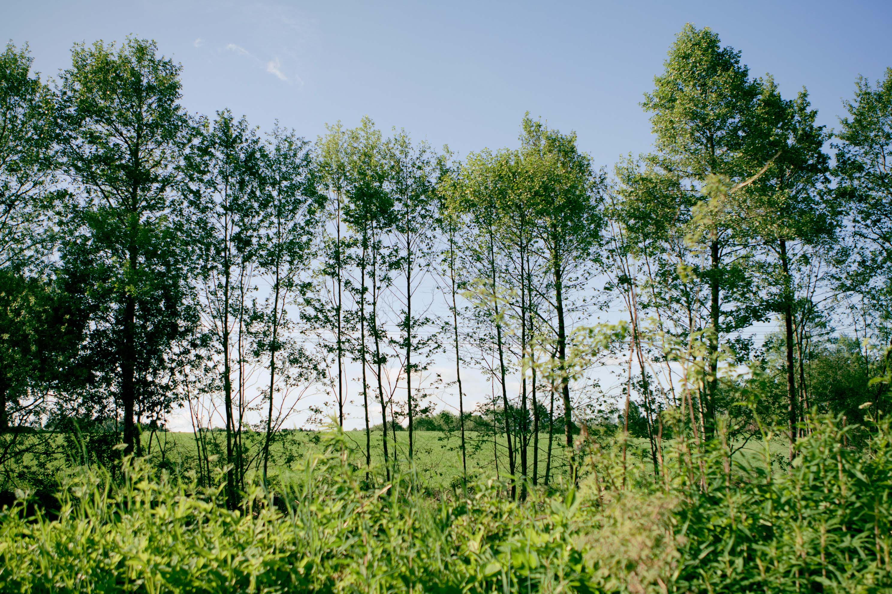 IT_Sustainability_Nature_2.jpg